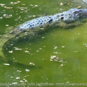 Bangladesh Natinal Zoo_38